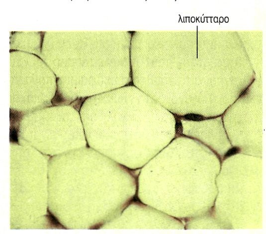 εικ. 1.6 Λιπώδης ιστός