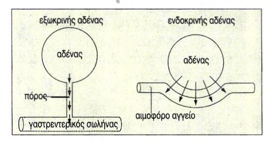 ει κ. 11.1 Τα δύο είδη αδένων του σώματος μας (α) εξωκρινής αδένας (β) ενδοκρινής αδένας